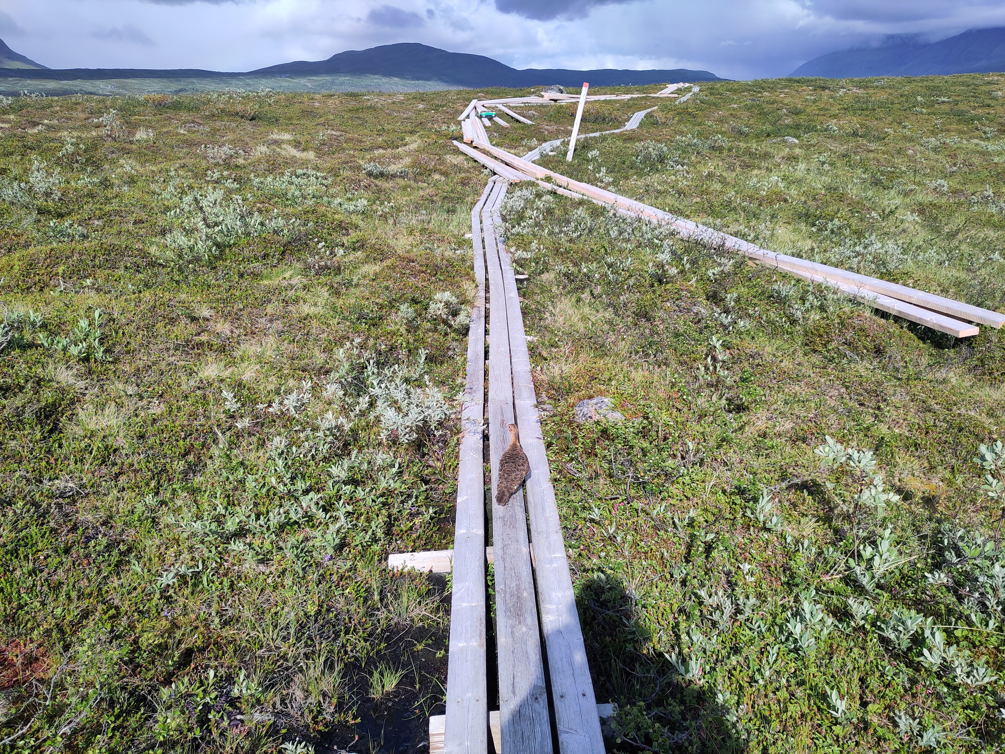 A mountain grouse on the walking boards just in front of me.